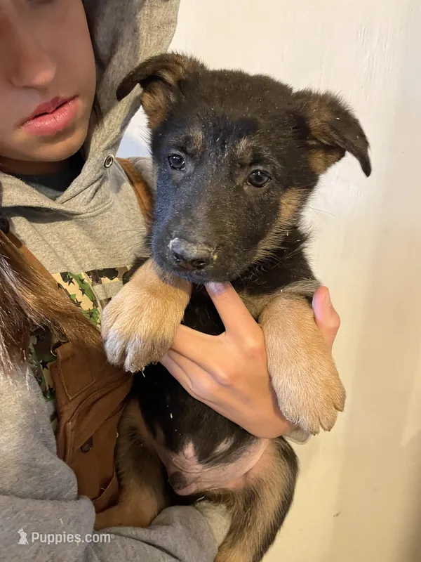 Gus – German Shepherd Dog puppy for sale in Cumberland, WI