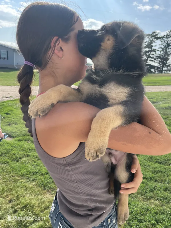Bear – German Shepherd Dog puppy for sale in Cumberland, WI