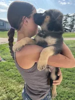 Bear, a male German Shepherd Dog for sale in Cumberland, WI – 1 of 2