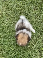Harley, a male Pomeranian for sale in Cumberland, WI – 2 of 2
