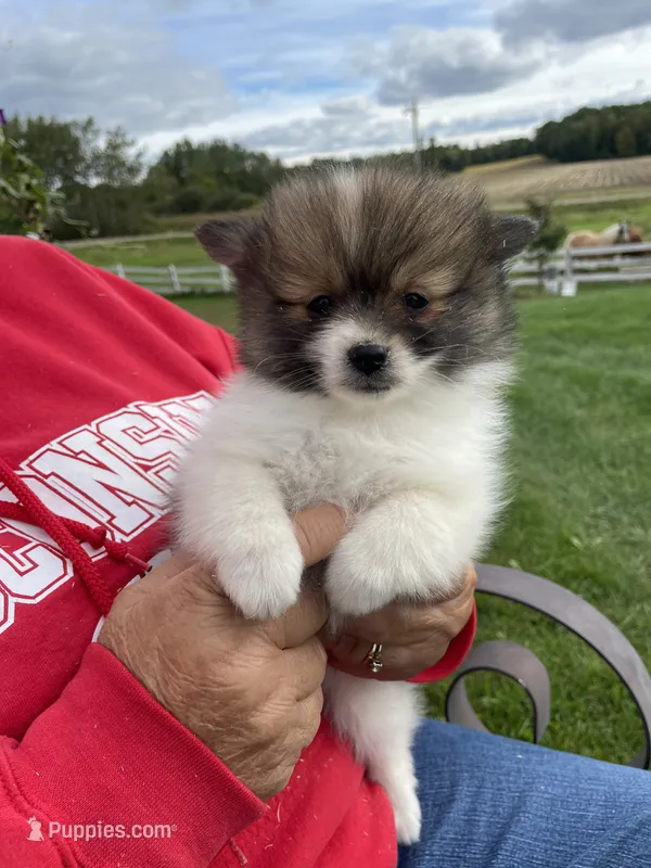 Harley – Pomeranian puppy on hold in Cumberland, WI