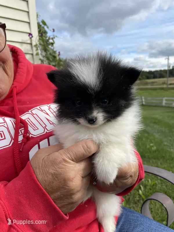 Tucker – Pomeranian puppy for sale in Cumberland, WI