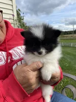 Tucker, a male Pomeranian for sale in Cumberland, WI – 1 of 2
