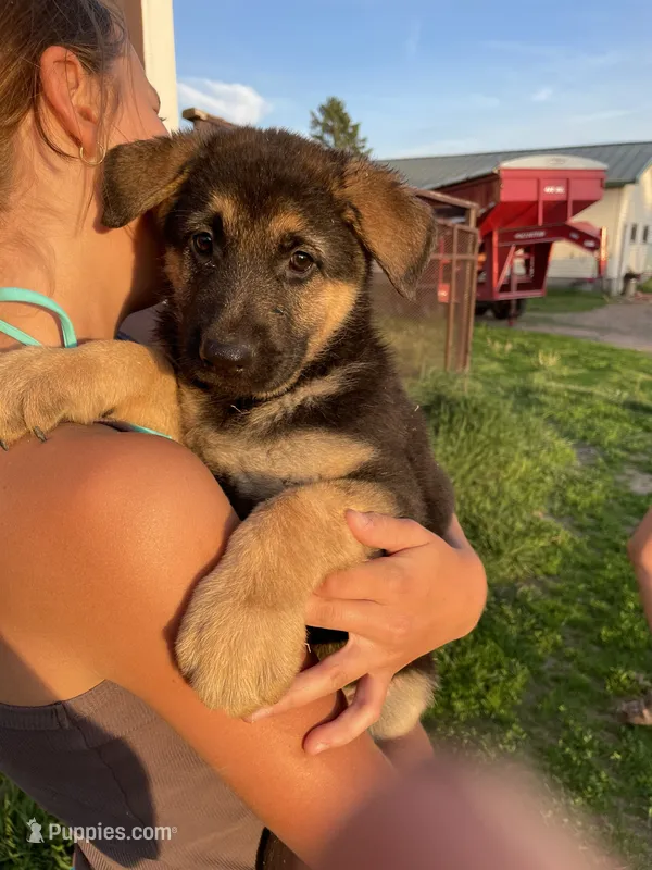 Bear – German Shepherd Dog puppy for sale in Cumberland, WI