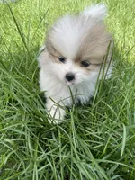 Gladys, a female Pomeranian for sale in Cumberland, WI – 1 of 2