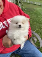 Snow, a male Pomeranian for sale in Cumberland, WI – 1 of 1