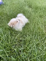 Phyllis, a female Pomeranian for sale in Cumberland, WI – 2 of 2