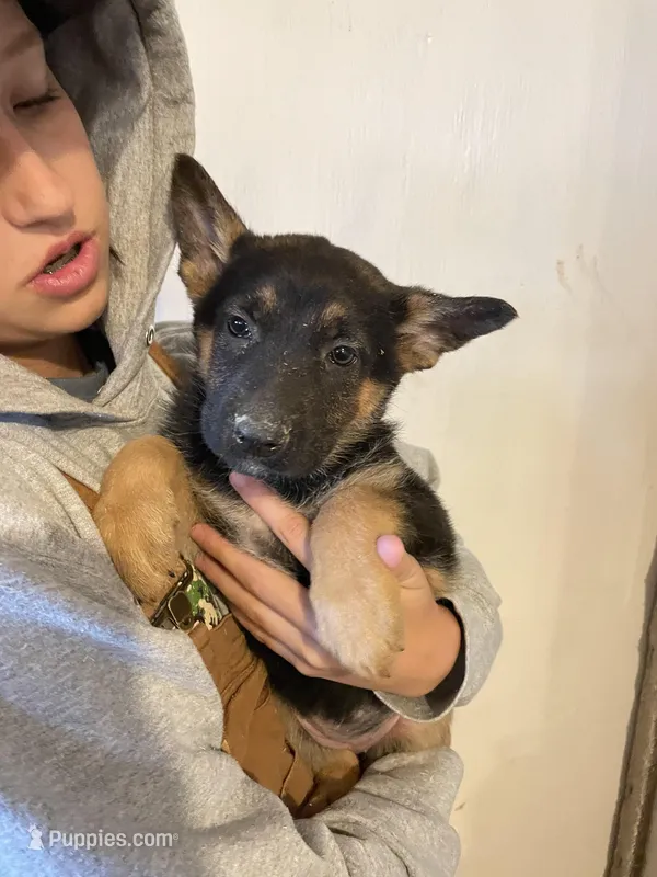 Lucy – German Shepherd Dog puppy for sale in Cumberland, WI