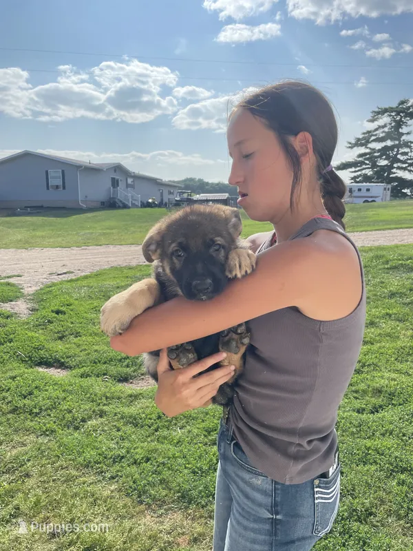 King – German Shepherd Dog puppy for sale in Cumberland, WI