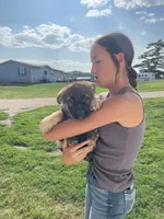 King, a male German Shepherd Dog for sale in Cumberland, WI – 1 of 1