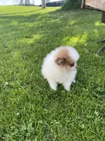 Mac, a male Pomeranian for sale in Cumberland, WI – 3 of 3