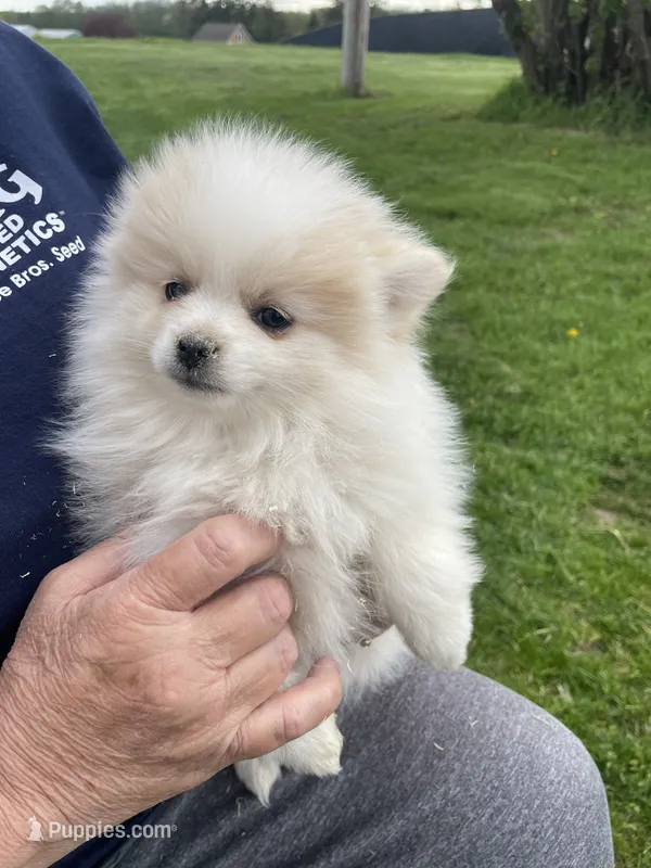 Mac – Pomeranian puppy for sale in Cumberland, WI