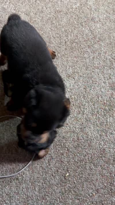Atlas, a male Rottweiler for sale in Meriden, CT – 2 of 2