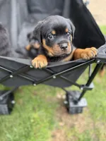 Atlas, a male Rottweiler for sale in Meriden, CT – 3 of 10