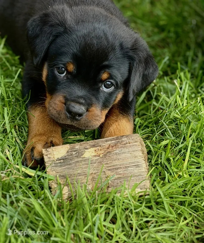Loki – Rottweiler puppy for sale in Meriden, CT