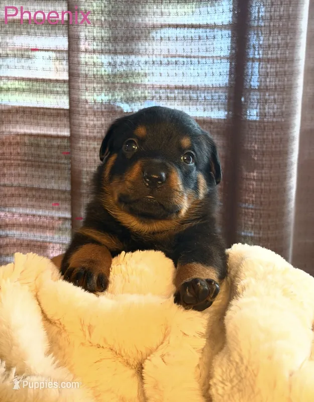 Phoenix  – Rottweiler puppy for sale in Meriden, CT
