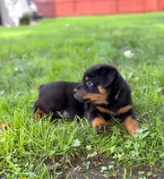 Atlas, a male Rottweiler for sale in Meriden, CT – 5 of 10