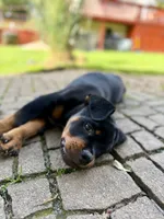 Atlas, a male Rottweiler for sale in Meriden, CT – 2 of 10