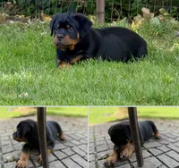 Atlas, a male Rottweiler for sale in Meriden, CT – 1 of 10