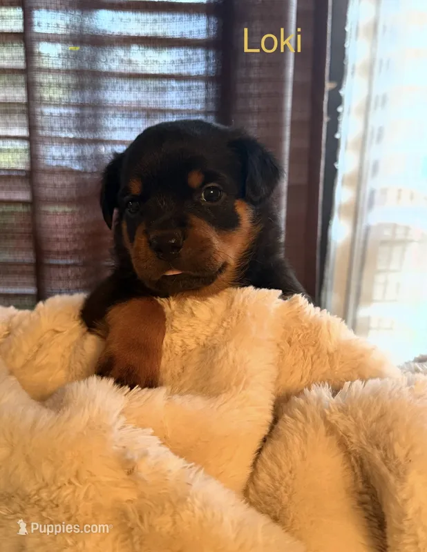 Loki – Rottweiler puppy for sale in Meriden, CT