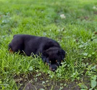 Atlas, a male Rottweiler for sale in Meriden, CT – 7 of 10