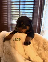 Jade, a female Rottweiler for sale in Meriden, CT – 1 of 2