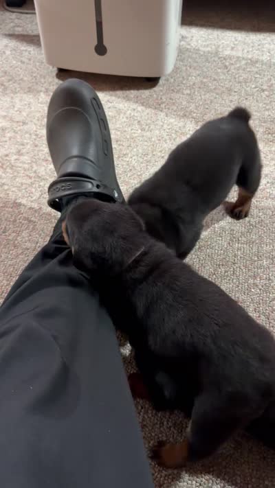 Phoenix , a female Rottweiler for sale in Meriden, CT – 2 of 2