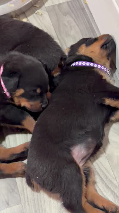 Jade, a female Rottweiler for sale in Meriden, CT – 2 of 2