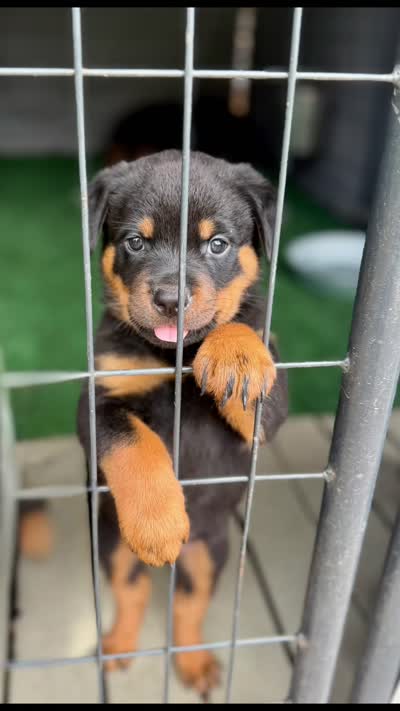 Atlas, a male Rottweiler for sale in Meriden, CT – 10 of 10