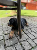 Atlas, a male Rottweiler for sale in Meriden, CT – 9 of 10