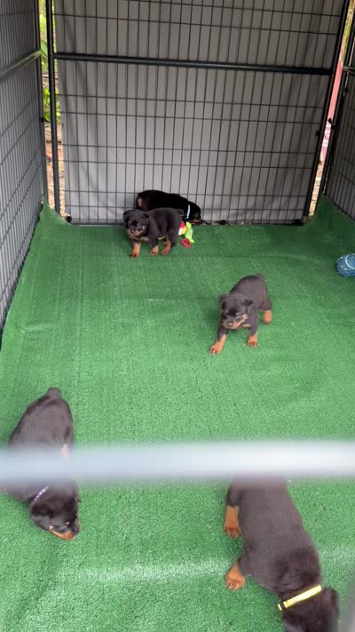 Atlas, a male Rottweiler for sale in Meriden, CT – 8 of 10