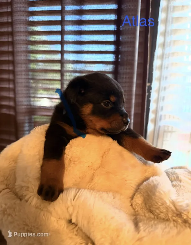 Atlas – Rottweiler puppy for sale in Meriden, CT
