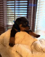 Atlas, a male Rottweiler for sale in Meriden, CT – 1 of 2