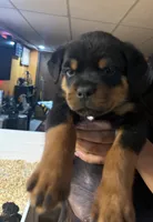 processed/f70fae0c-0005-406d-bf5a-3787c4455898/listing/effdb83c-9713-42aa-b957-53a763109ab5/2085cc47-f7fb-4cce-9eee-4f00eb34e9f0