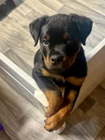 processed/f70fae0c-0005-406d-bf5a-3787c4455898/listing/effdb83c-9713-42aa-b957-53a763109ab5/4f324012-4626-4b74-8e6e-21557dc1bf5e