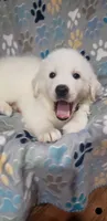 Puppies on the way, a  Great Pyrenees for sale in Rosamond, CA – 4 of 8