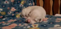 Katara (purple), a female Great Pyrenees for sale in Rosamond, CA – 3 of 9