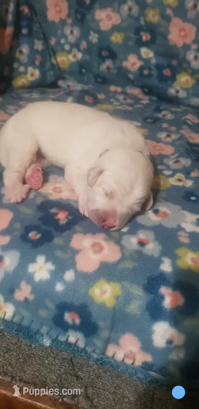 Sokka (light blue) – Great Pyrenees puppy for sale in Rosamond, CA