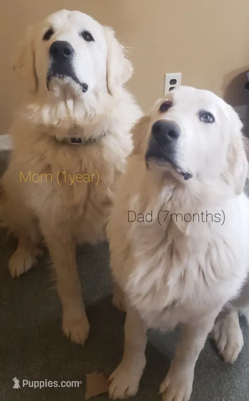 Puppies on the way – Great Pyrenees puppy for sale in Rosamond, CA