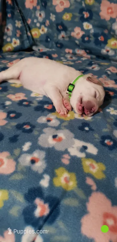 Suki (light green) – Great Pyrenees puppy for sale in Rosamond, CA
