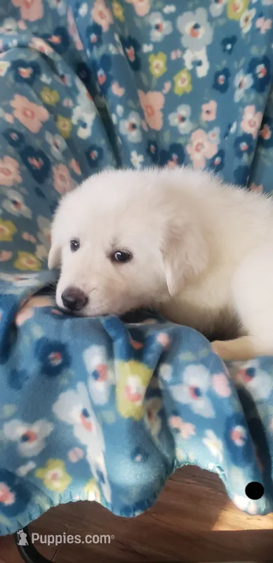 Princess Yue (black) – Great Pyrenees puppy for sale in Rosamond, CA