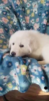 Princess Yue (black), a female Great Pyrenees for sale in Rosamond, CA – 1 of 7