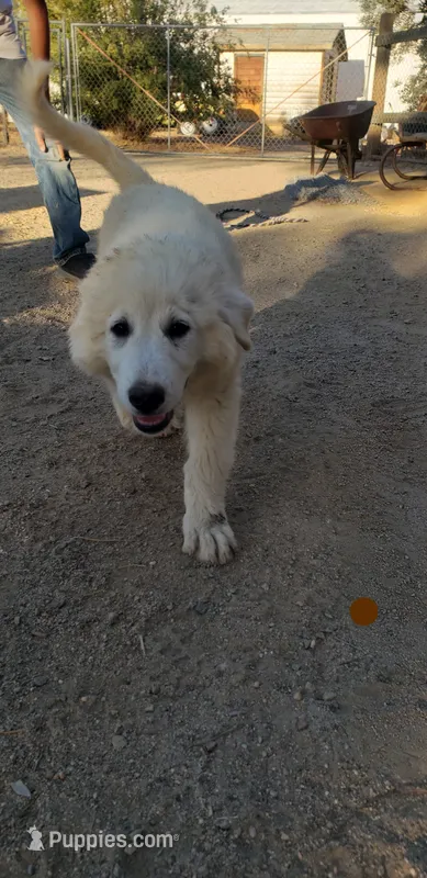 Appa (brown) – Great Pyrenees puppy for sale in Rosamond, CA