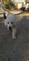 Appa (brown), a female Great Pyrenees for sale in Rosamond, CA – 1 of 8