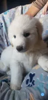 Puppies on the way, a  Great Pyrenees for sale in Rosamond, CA – 6 of 8