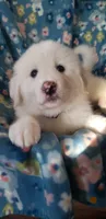 Appa (brown), a female Great Pyrenees for sale in Rosamond, CA – 2 of 7