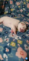 Sokka (light blue), a male Great Pyrenees for sale in Rosamond, CA – 2 of 5