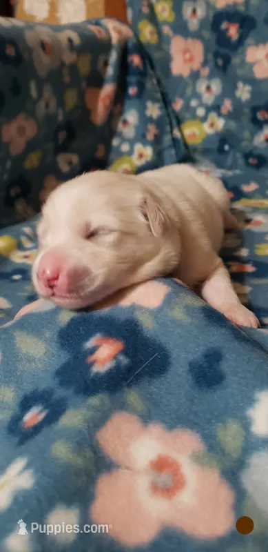 Appa (brown) – Great Pyrenees puppy for sale in Rosamond, CA