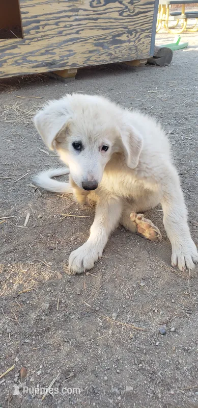 Zuko (red) – Great Pyrenees puppy for sale in Rosamond, CA