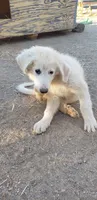 Zuko (red), a male Great Pyrenees for sale in Rosamond, CA – 1 of 8